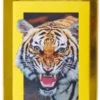 Element National Geographic V2 Skateboard Deck -Enuff Shop element national geographic v2 skateboard deck a8